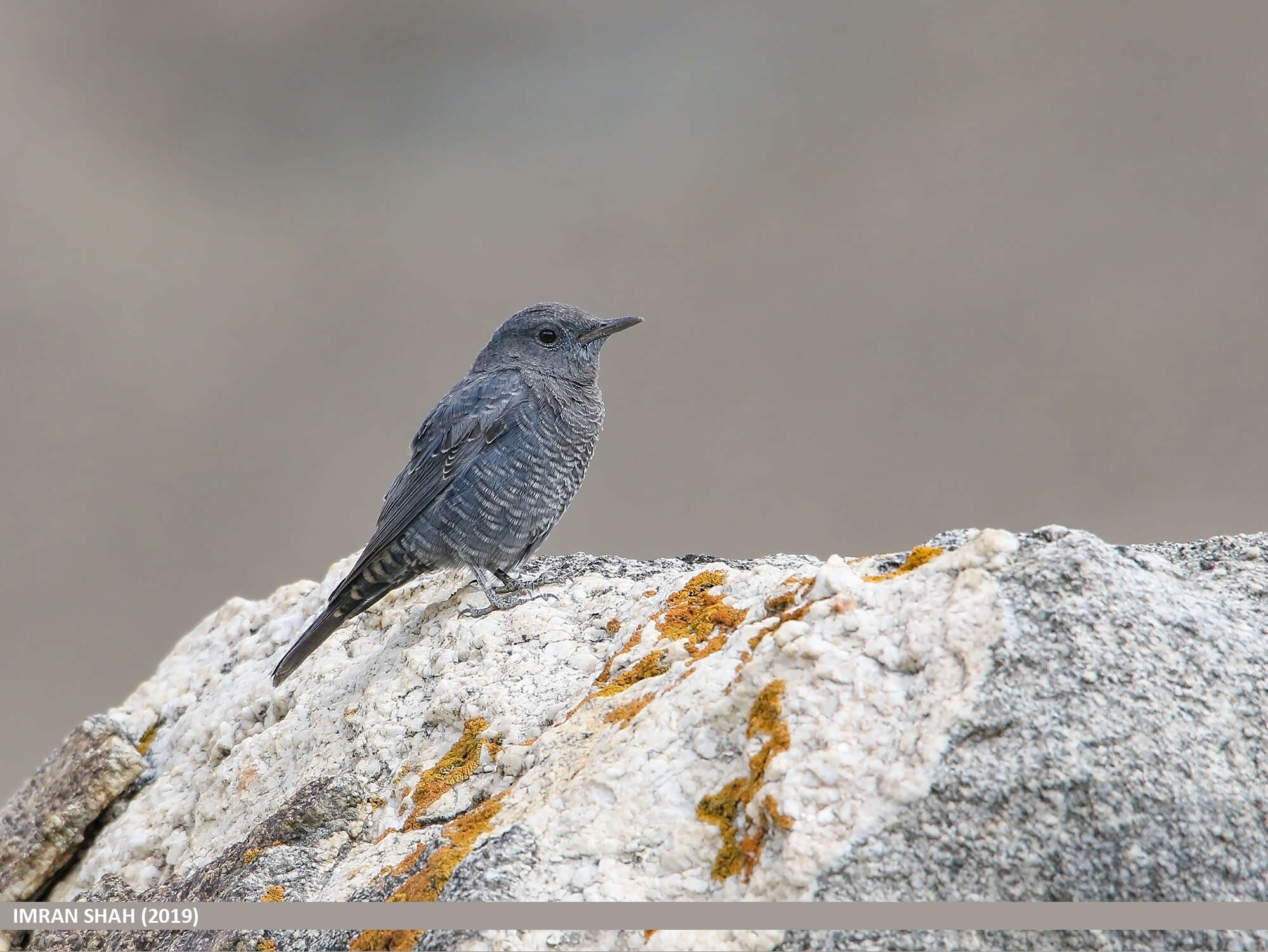 Plancia ëd Monticola solitarius (Linnaeus 1758)