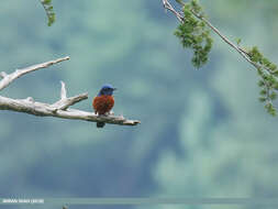 Image of Chestnut-bellied Rock Thrush