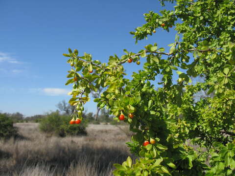 Image of African boxthorn