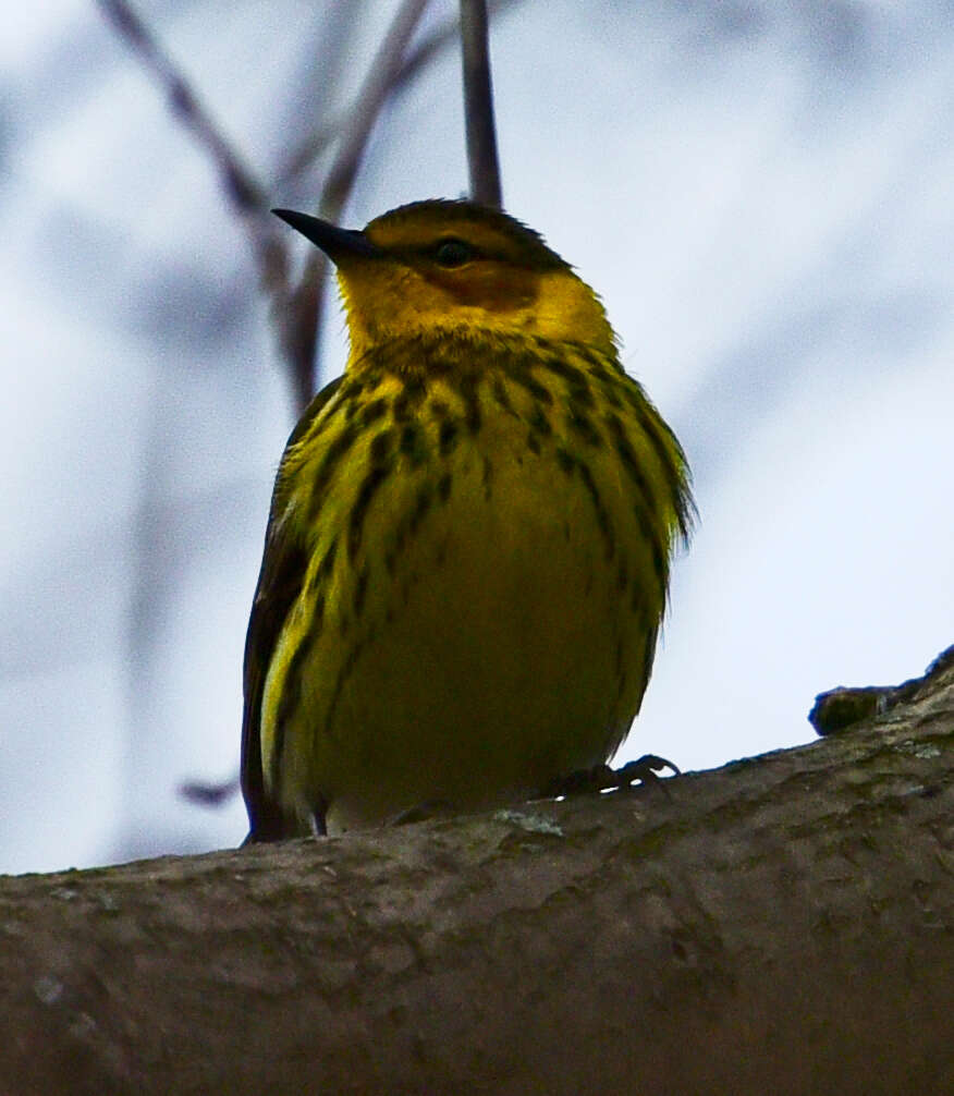 Image of Cape May Warbler