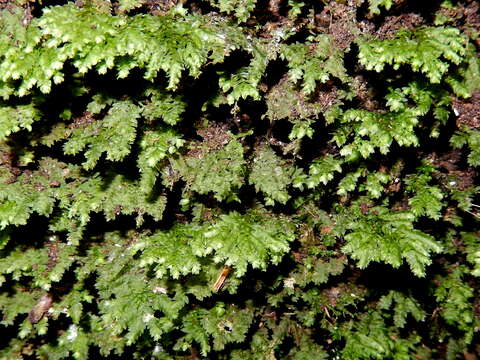 Image of hypopterygium moss