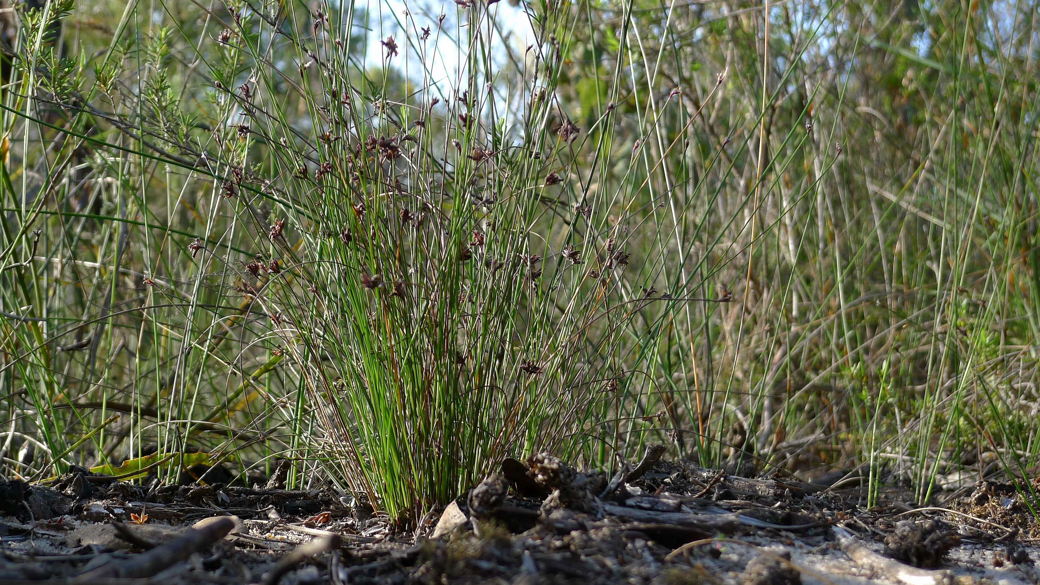 Imagem de Schoenus ericetorum R. Br.