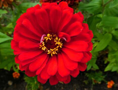 Image of ELEGANT ZINNIA