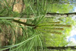 Imagem de Pinus glabra Walter