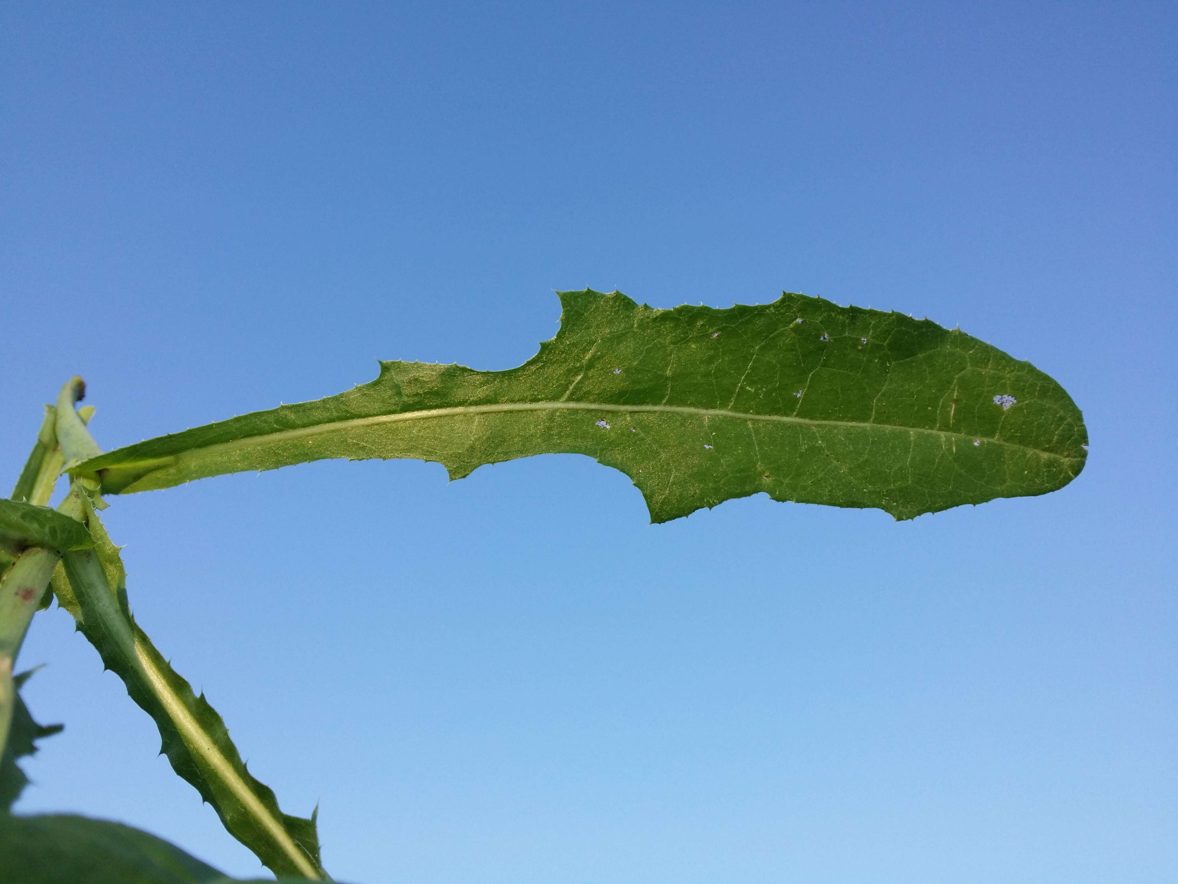 Plancia ëd Sonchus arvensis L.