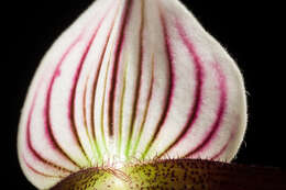 Image of Purple Paphiopedilum