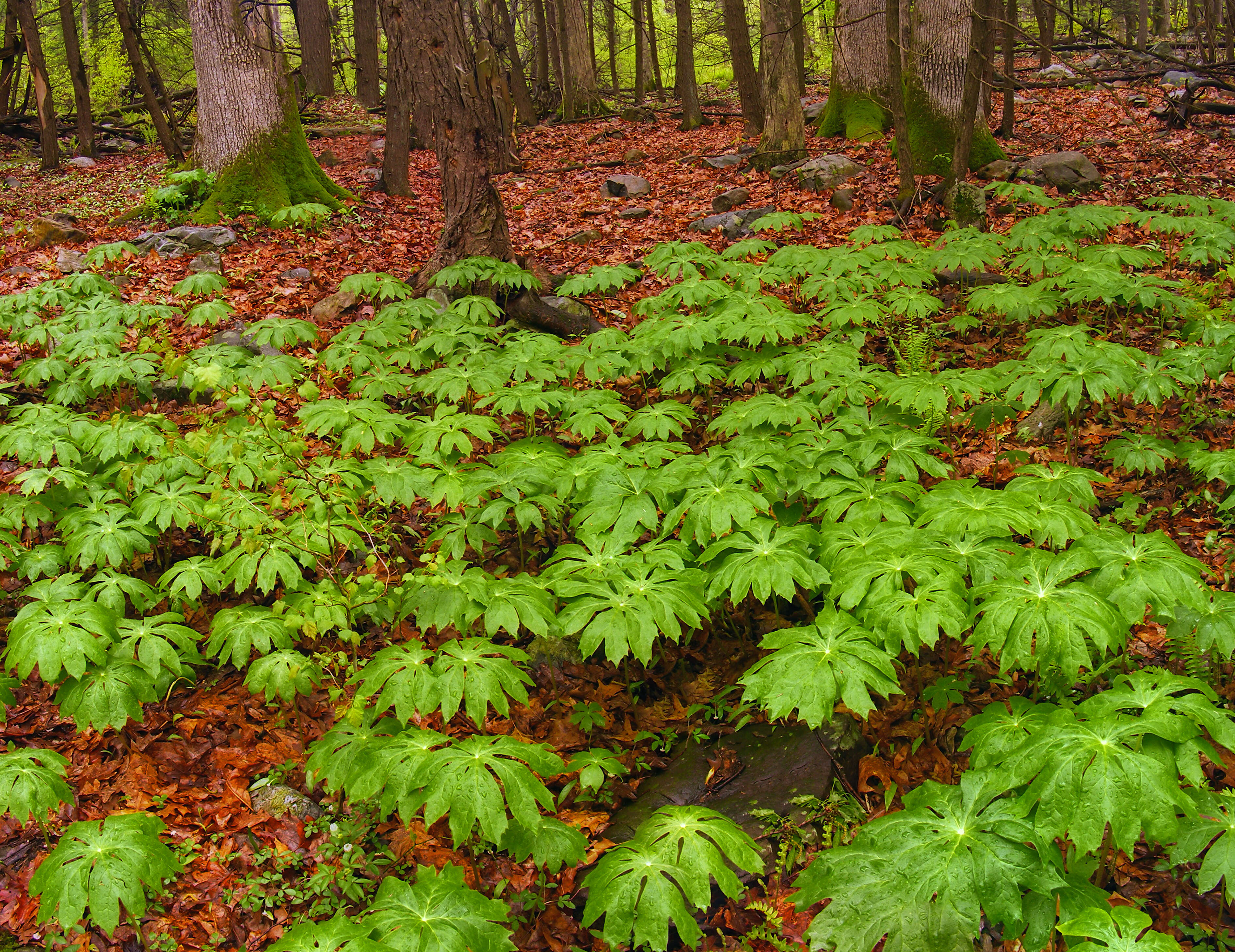 Image of mayapple