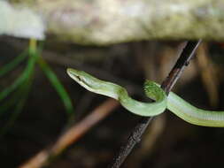 Image of Arboreal Rat Snake