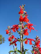 Imagem de Salvia coccinea Buc'hoz ex Etl.