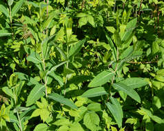 Image of Indian-hemp