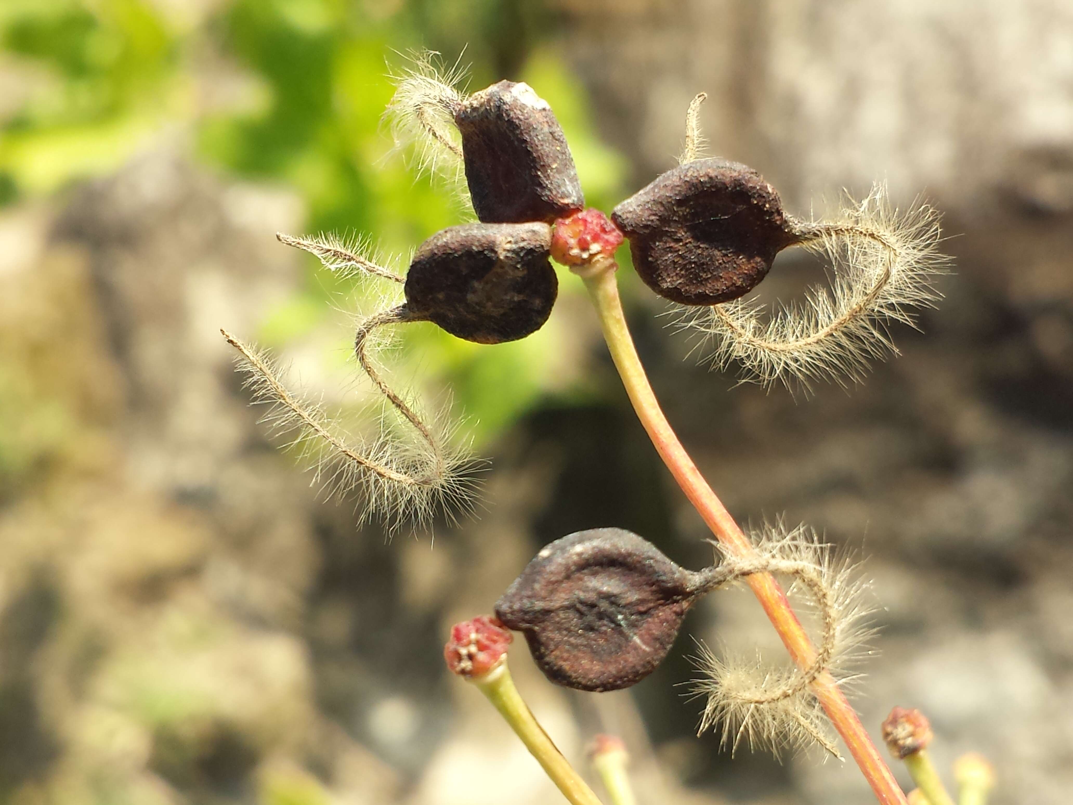 Imagem de Clematis recta L.