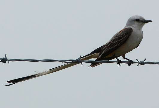 Image of Scissor-tailed Flycatcher