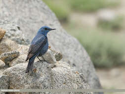 Plancia ëd Monticola solitarius (Linnaeus 1758)