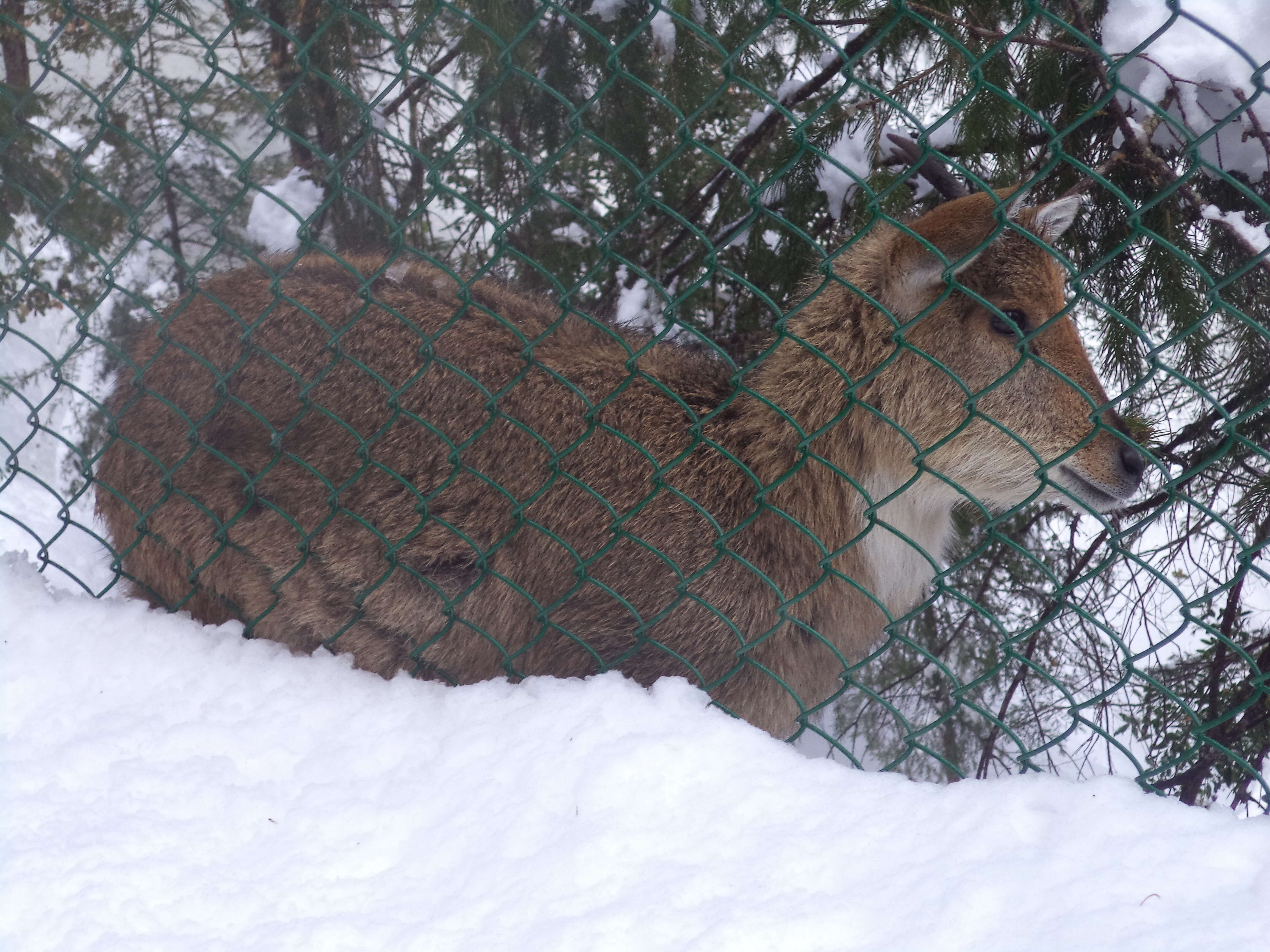 Image of Himalayan Goral