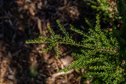 Sivun Podocarpus nivalis Hook. kuva