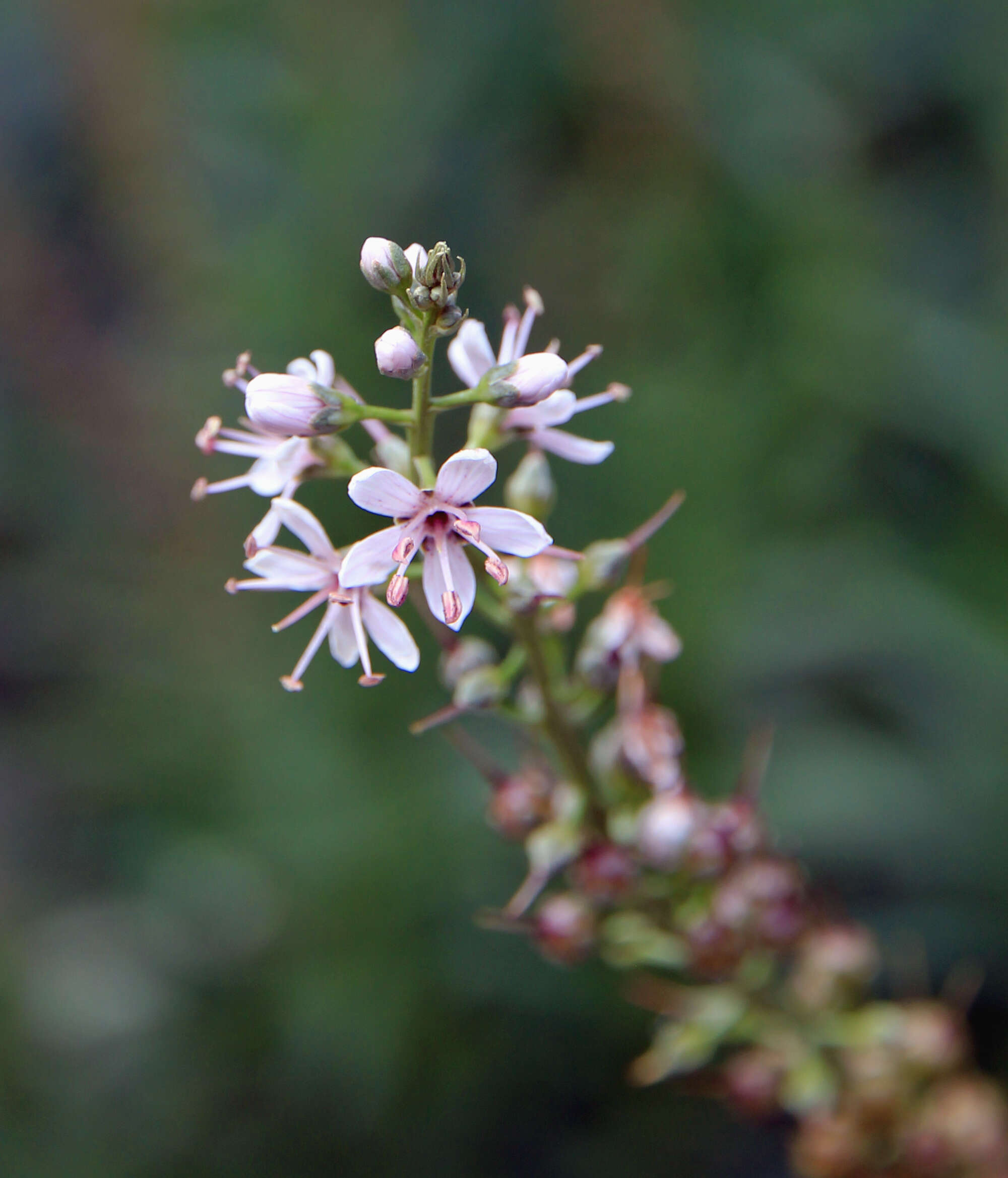 Image of Milky Loosestrife