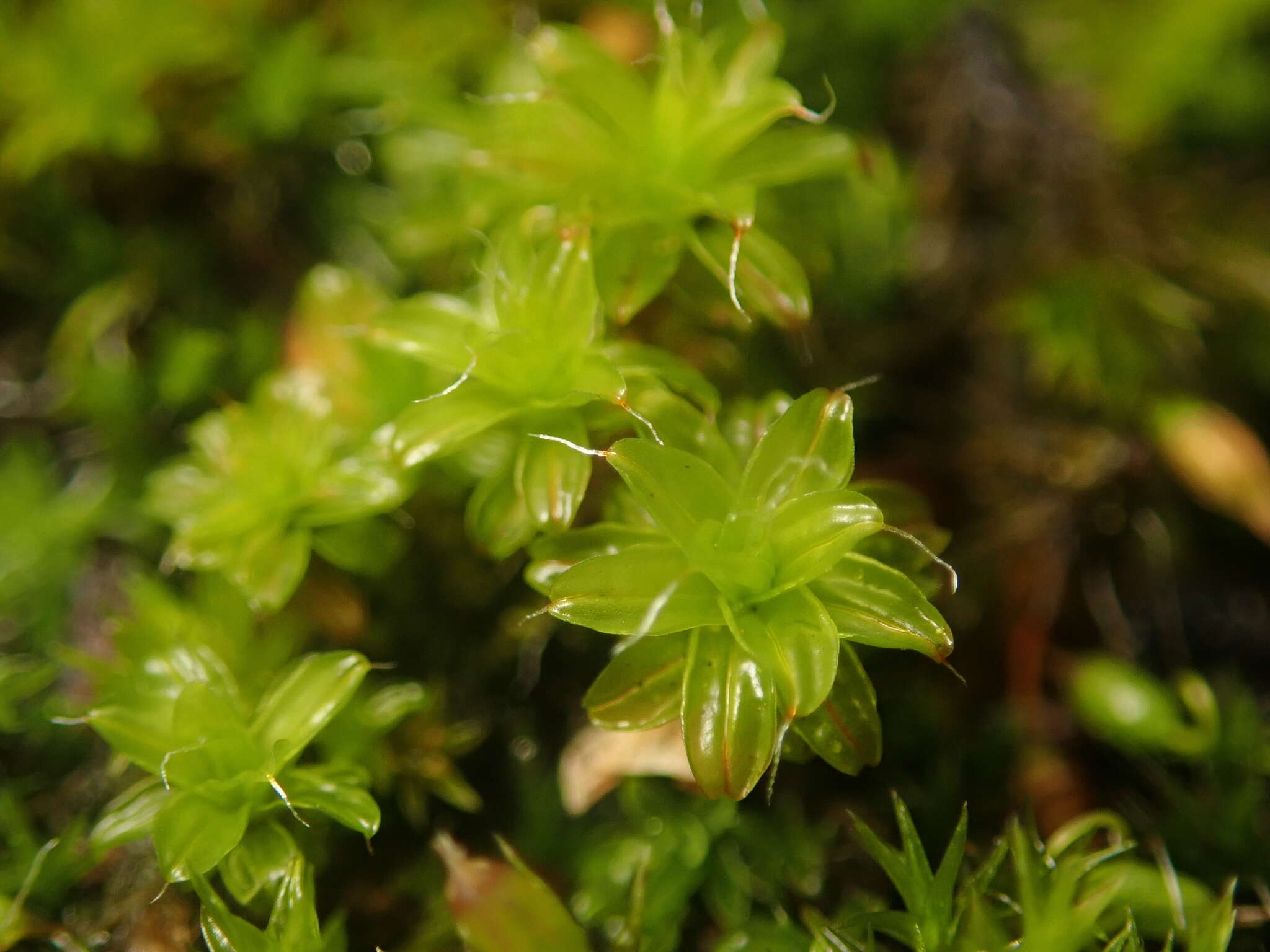 Plancia ëd Syntrichia ruralis Weber & D. Mohr 1803