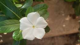 Image of Madagascar periwinkle