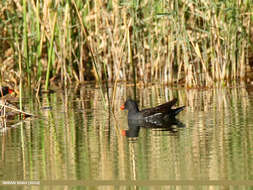 Image of Common Moorhen