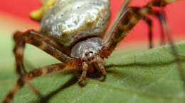 Image of Silver Argiope