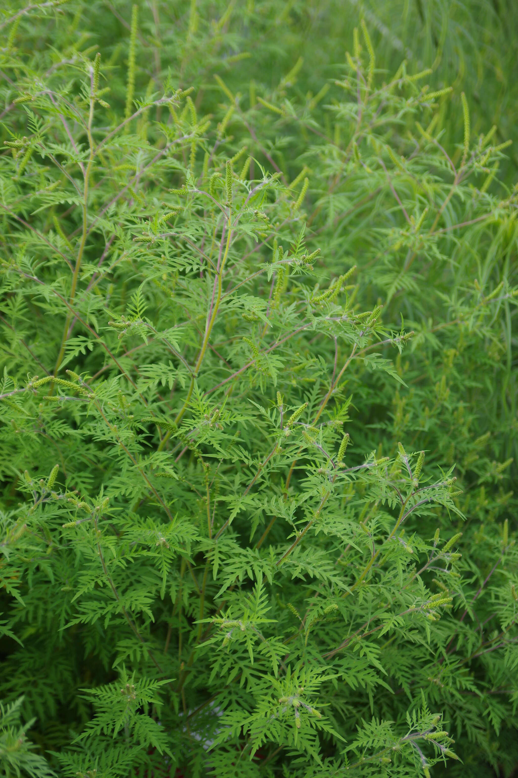 Image of annual ragweed