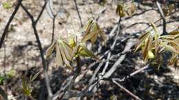 Imagem de Aesculus parviflora Walt.