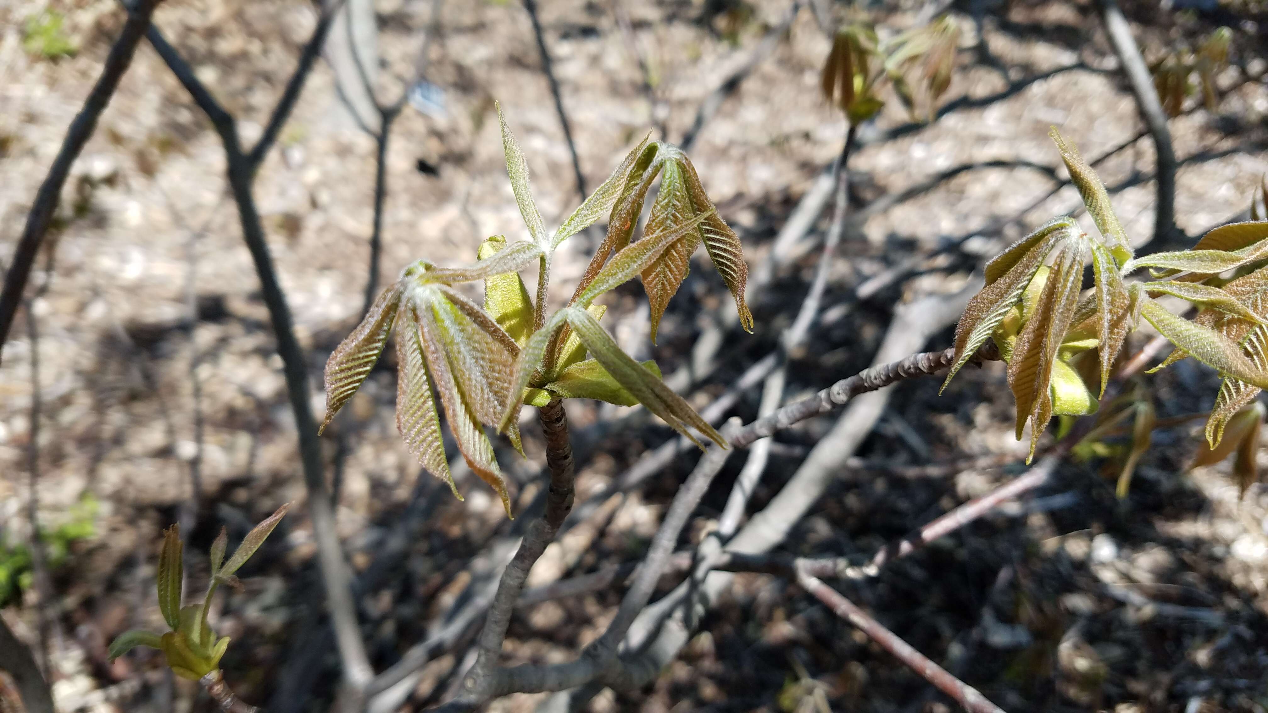 Imagem de Aesculus parviflora Walt.