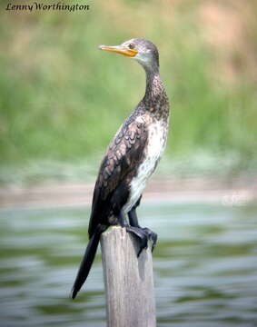 Image of Indian Cormorant