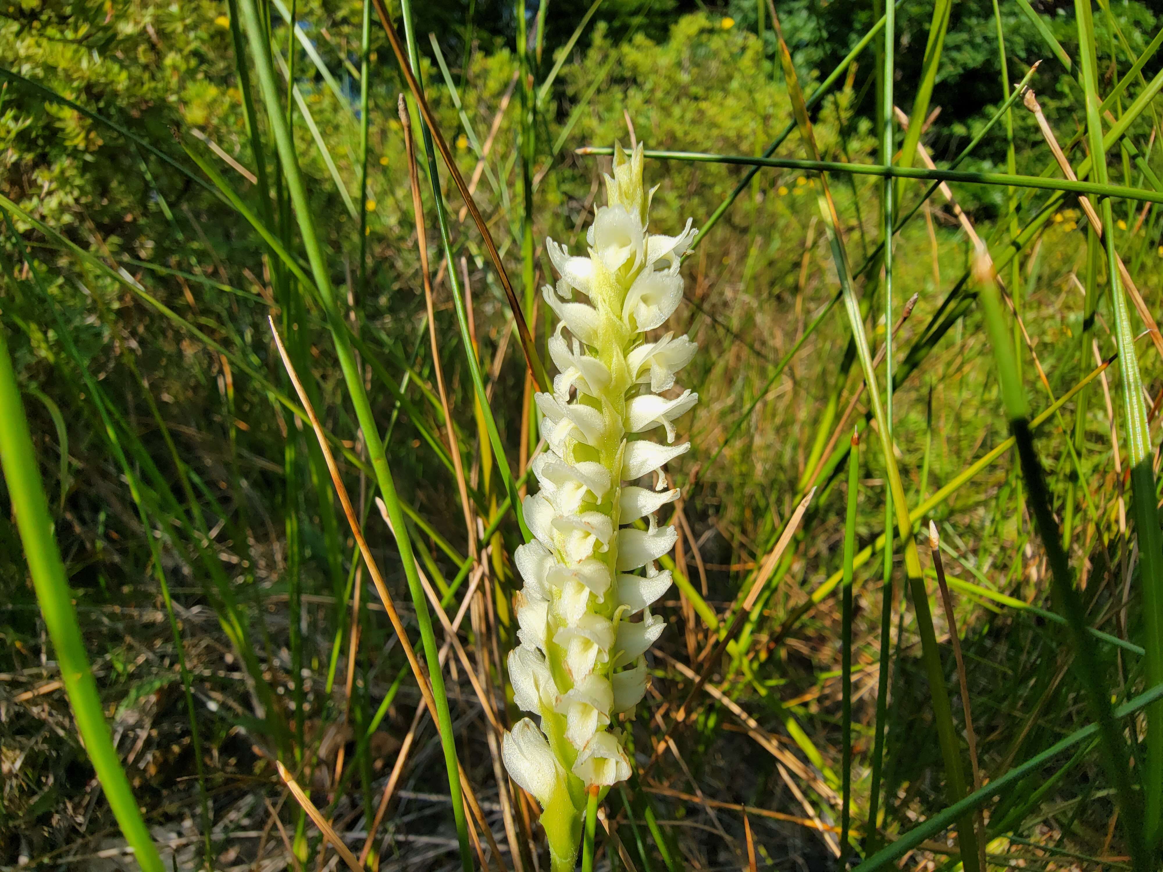 Image of hooded lady's tresses