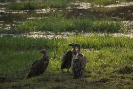 Image of Asian White-backed Vulture