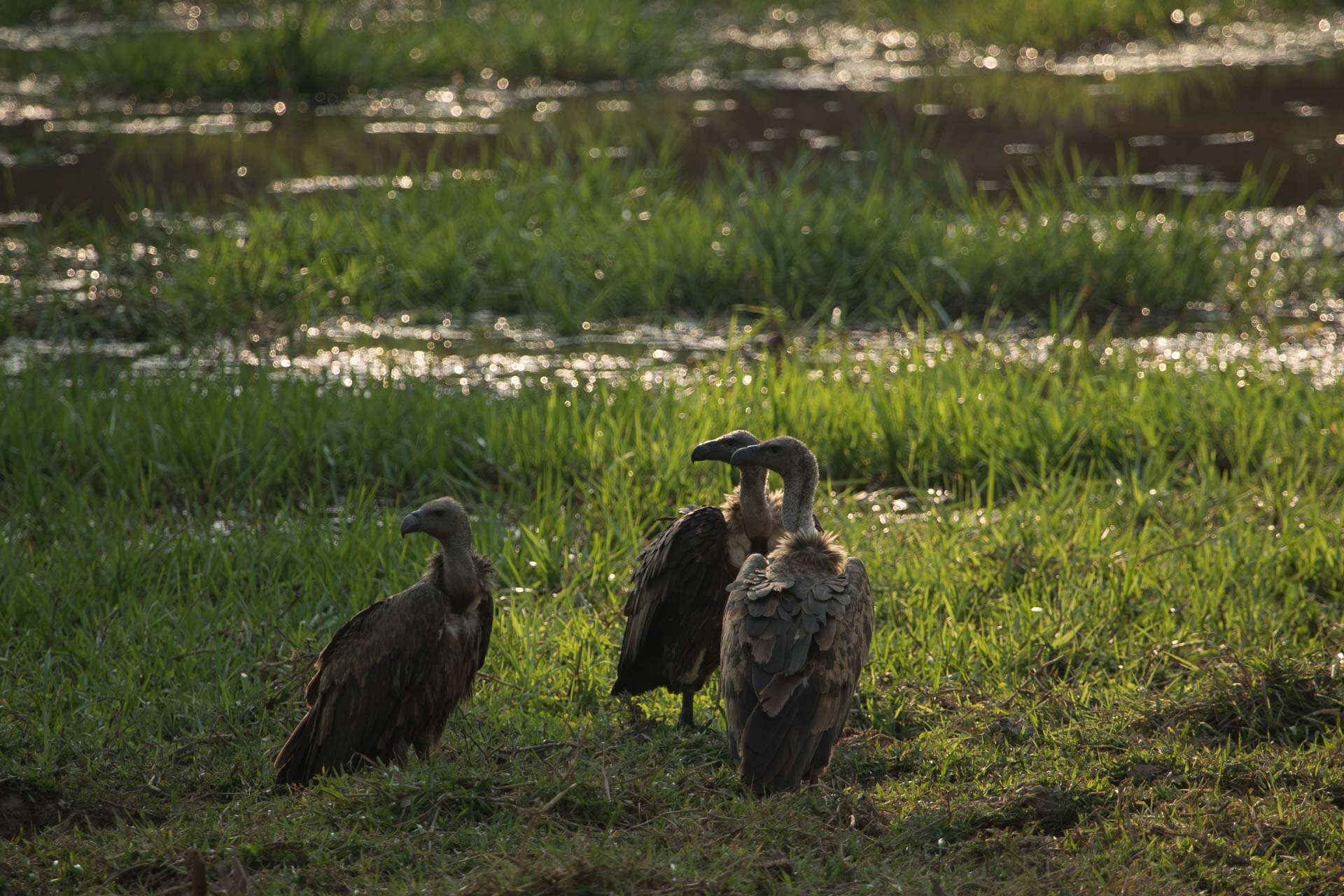 Image of Asian White-backed Vulture