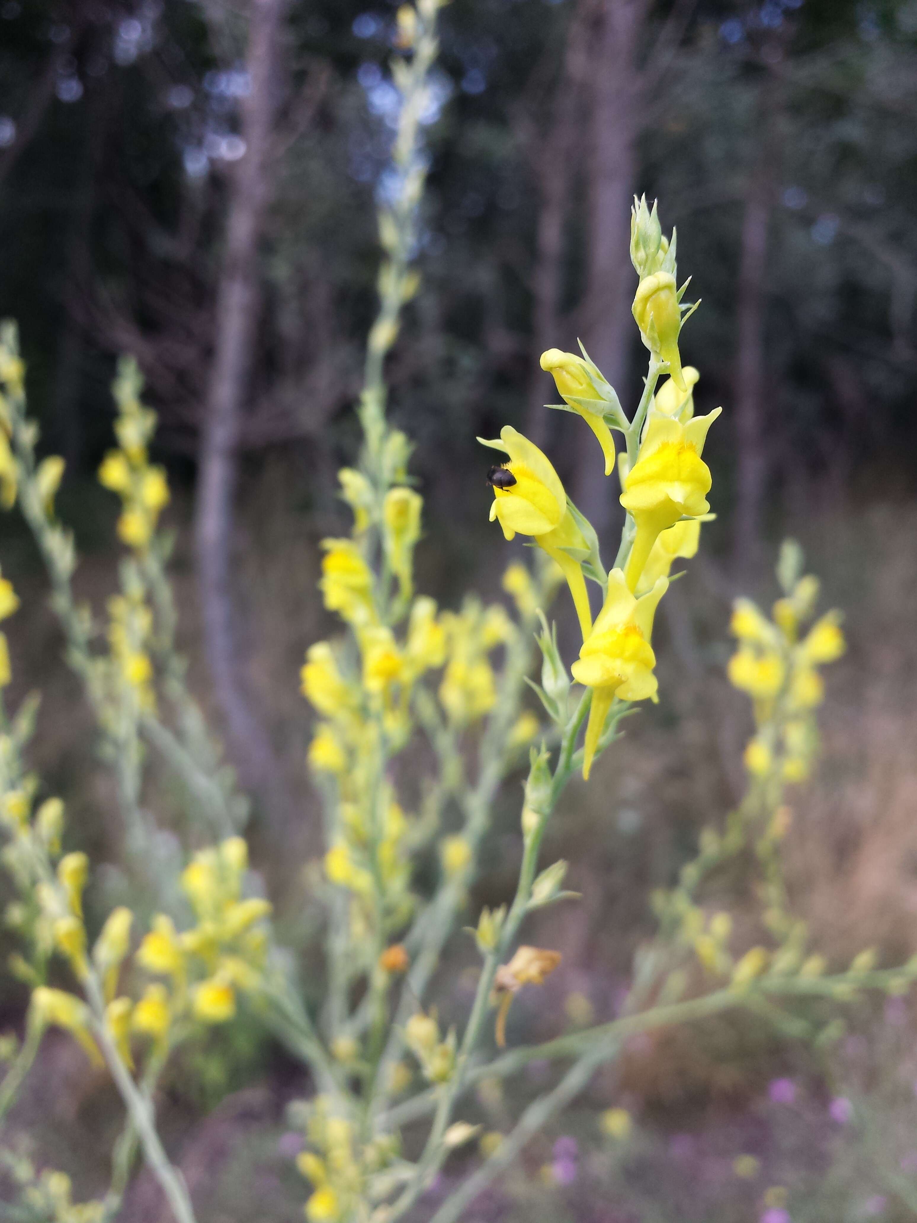 Image of broomleaf toadflax