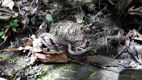 Image of Tancitaran dusky rattlesnake