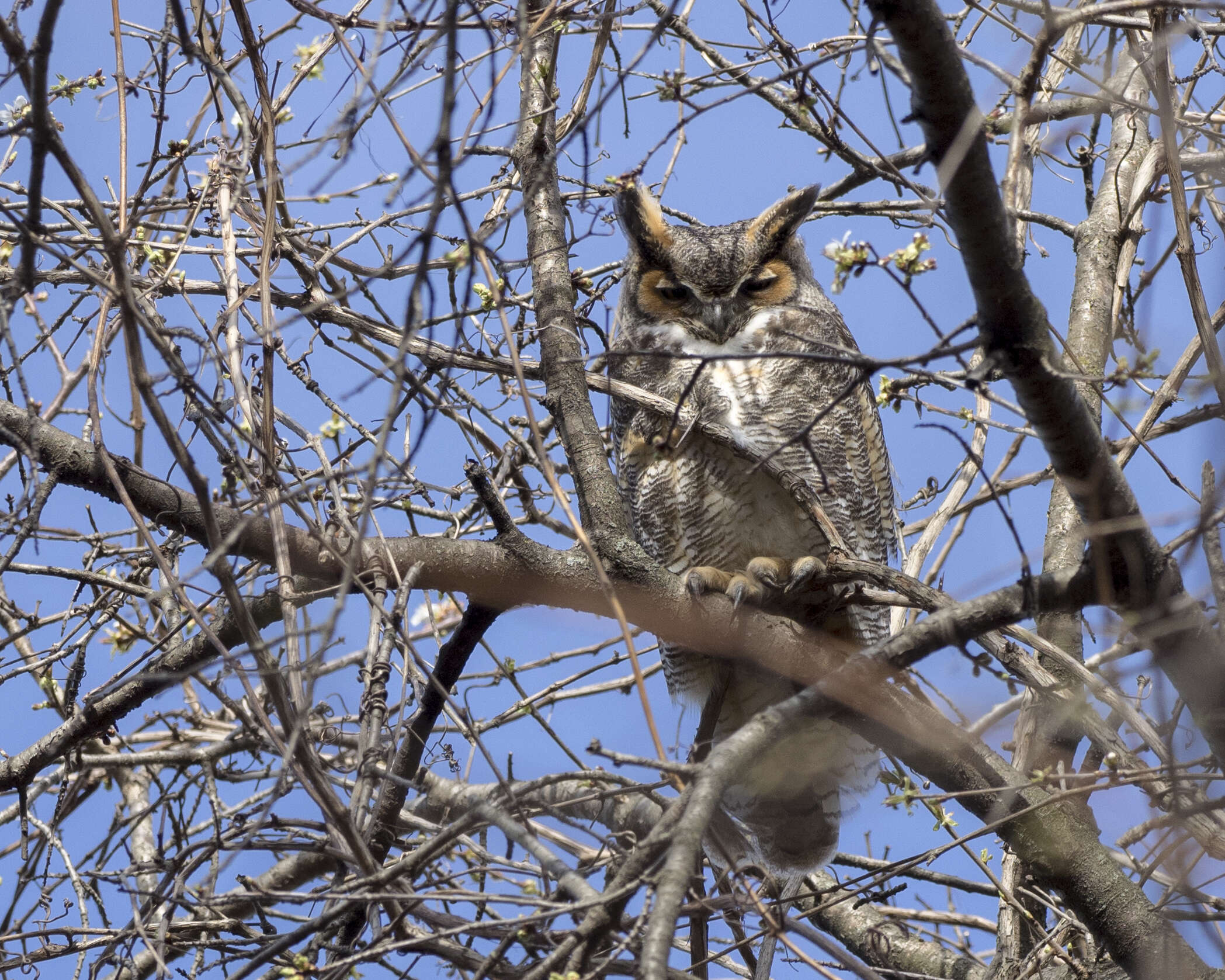 Image of Great Horned Owl