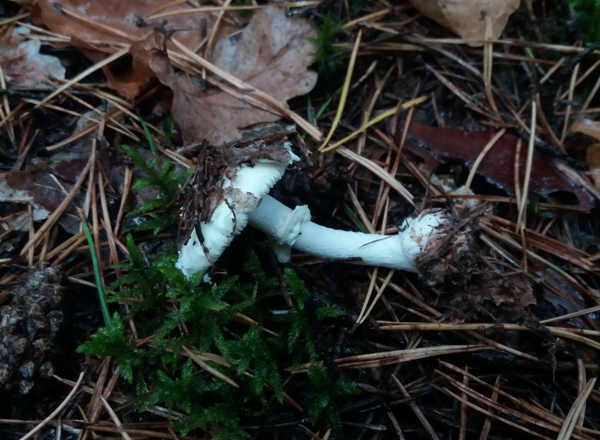 Image of Death cap