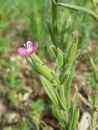 Image de Silene conoidea L.