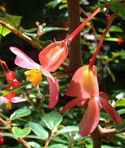 Слика од Begonia fuchsioides Hook.