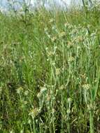 Image of common cottonrose