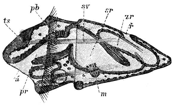 Image of Sipunculus Linnaeus 1766