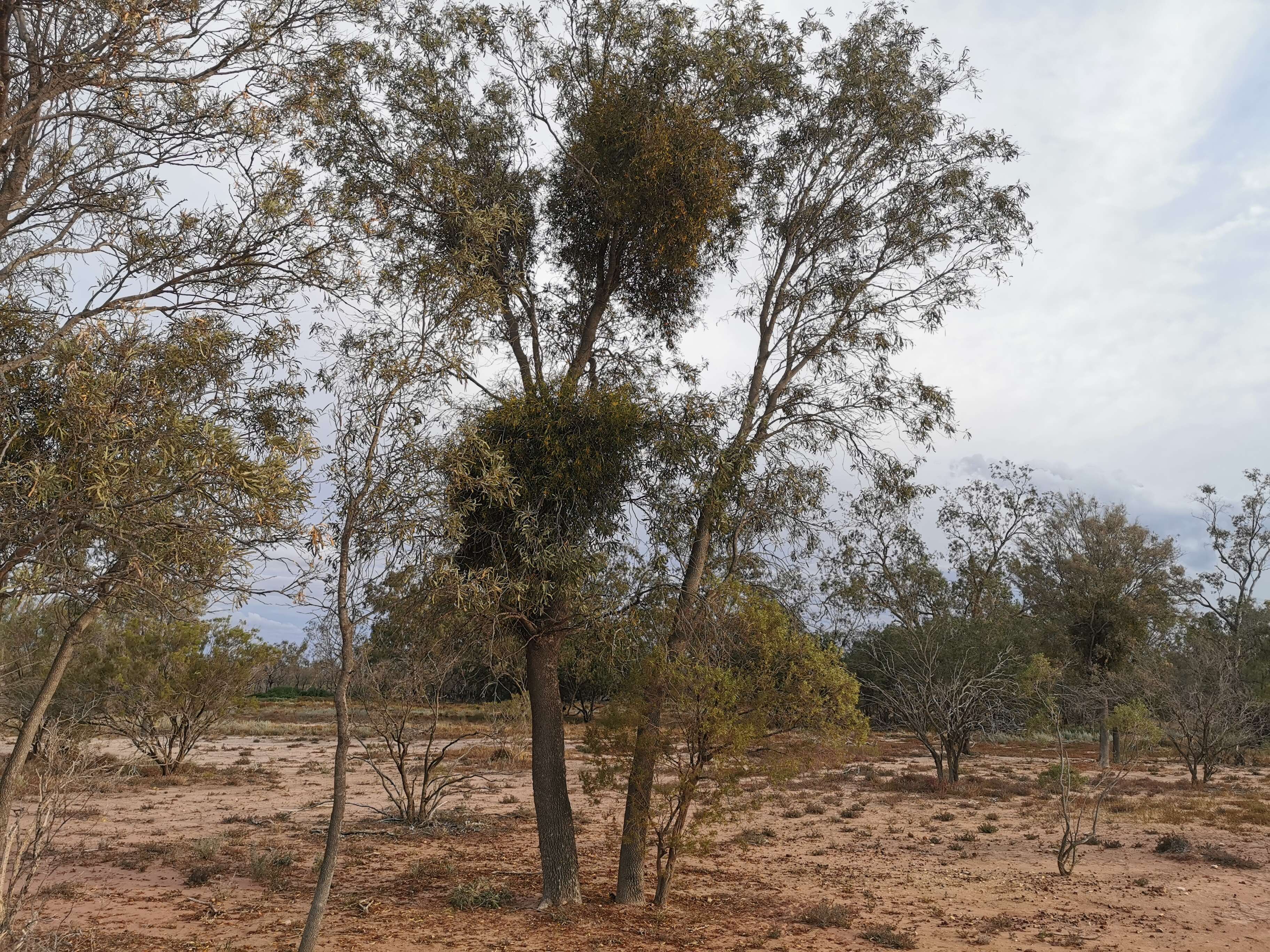 Image of Northern mistletoe