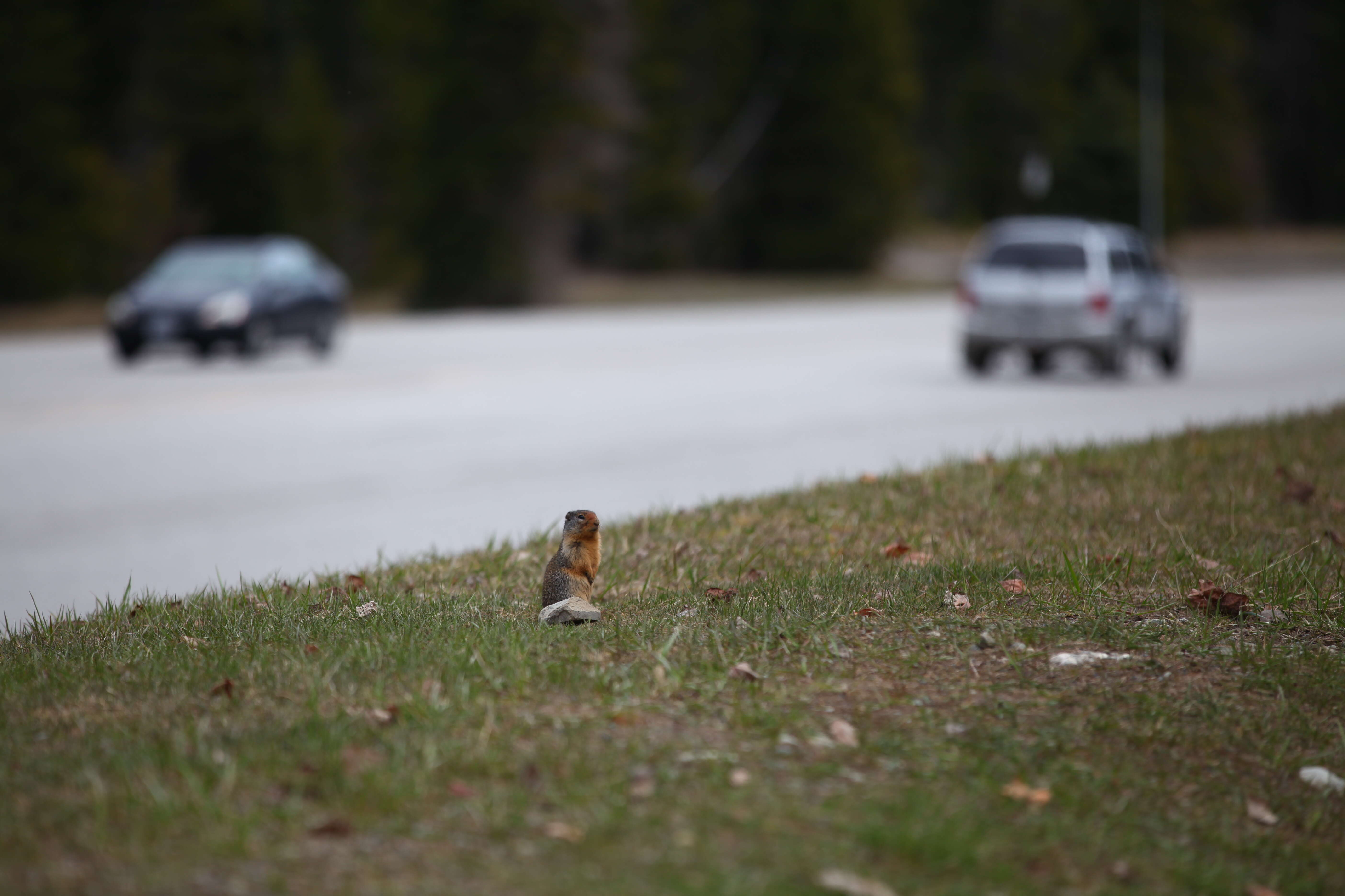 Image of Columbian ground squirrel