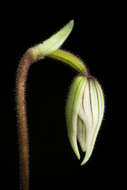 Image of Purple Paphiopedilum