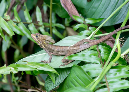 Image of Brown Basilisk