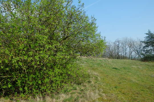 Image of Common Lilac