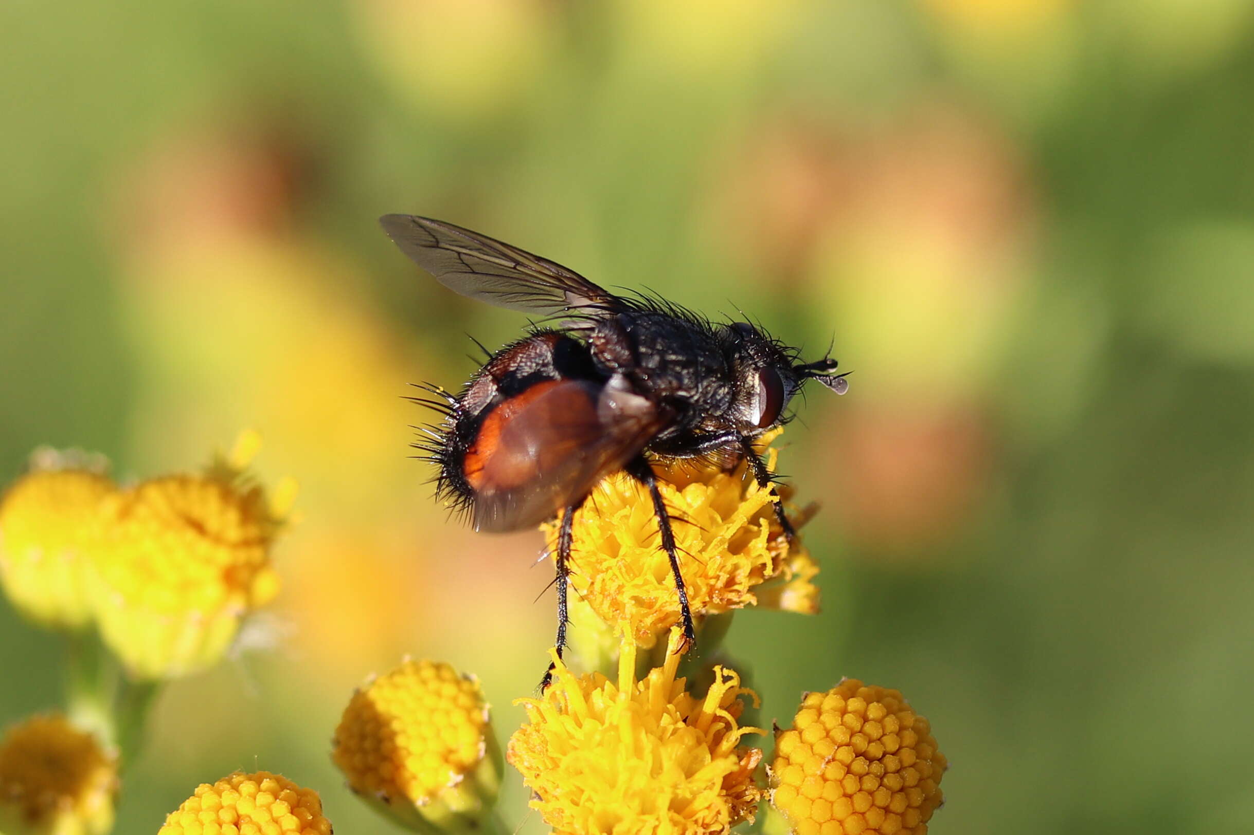 صورة Peleteria rubescens (Robineau-Desvoidy 1830)