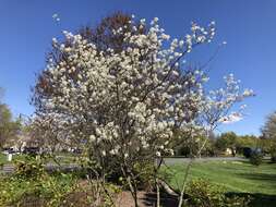 Image de Amelanchier grandiflora Rehd.