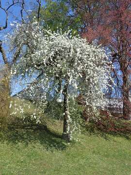 Plancia ëd Pyrus salicifolia Pall.