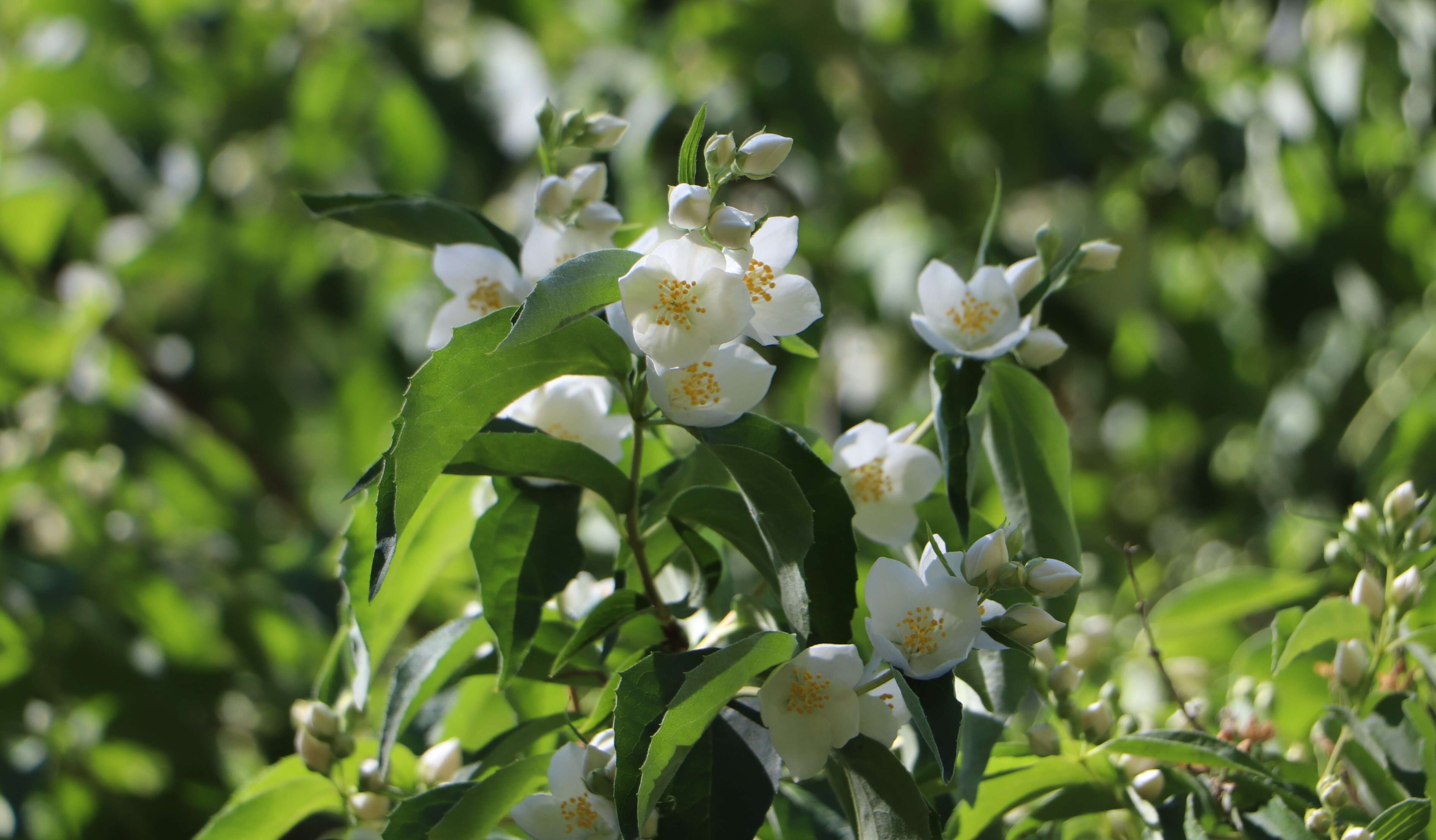 Image of sweet mock orange