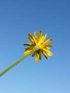 Image of fall dandelion