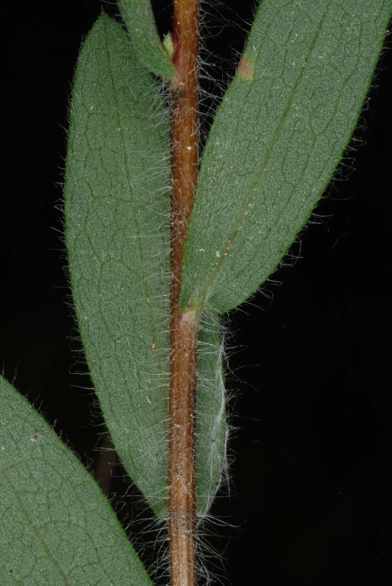 Plancia ëd Symphyotrichum concolor (L.) G. L. Nesom